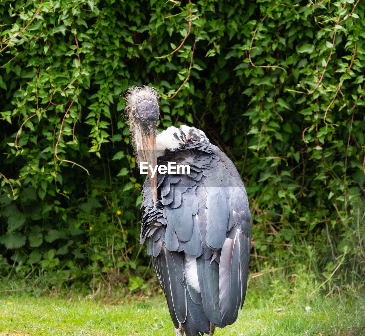 Close-up of bird perching on tree