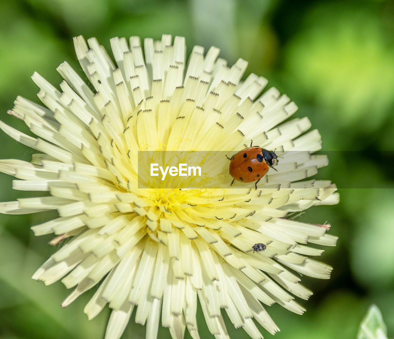 Flower and insect in macro Macro Insect Ladybug Flower Macrophotography Bees Butterfly Butterfly - Insect Macro Photography