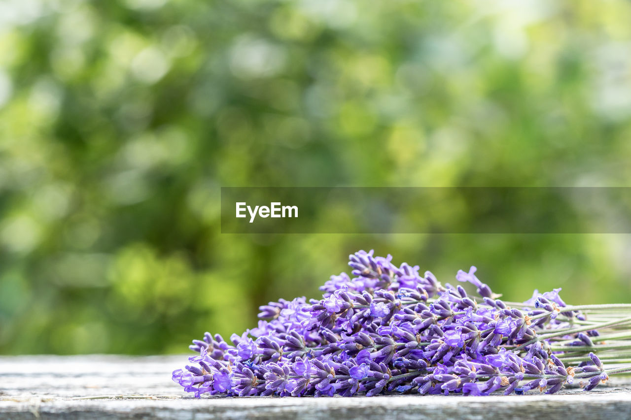 Close-up of bunch of lavender flowers on wooden table with green background