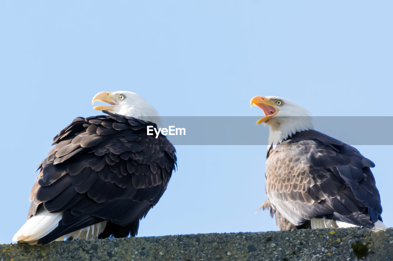 LOW ANGLE VIEW OF BIRDS PERCHING ON THE SKY