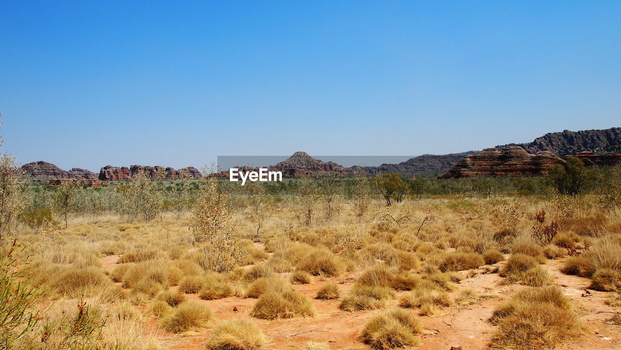 PLANTS ON DESERT AGAINST CLEAR BLUE SKY