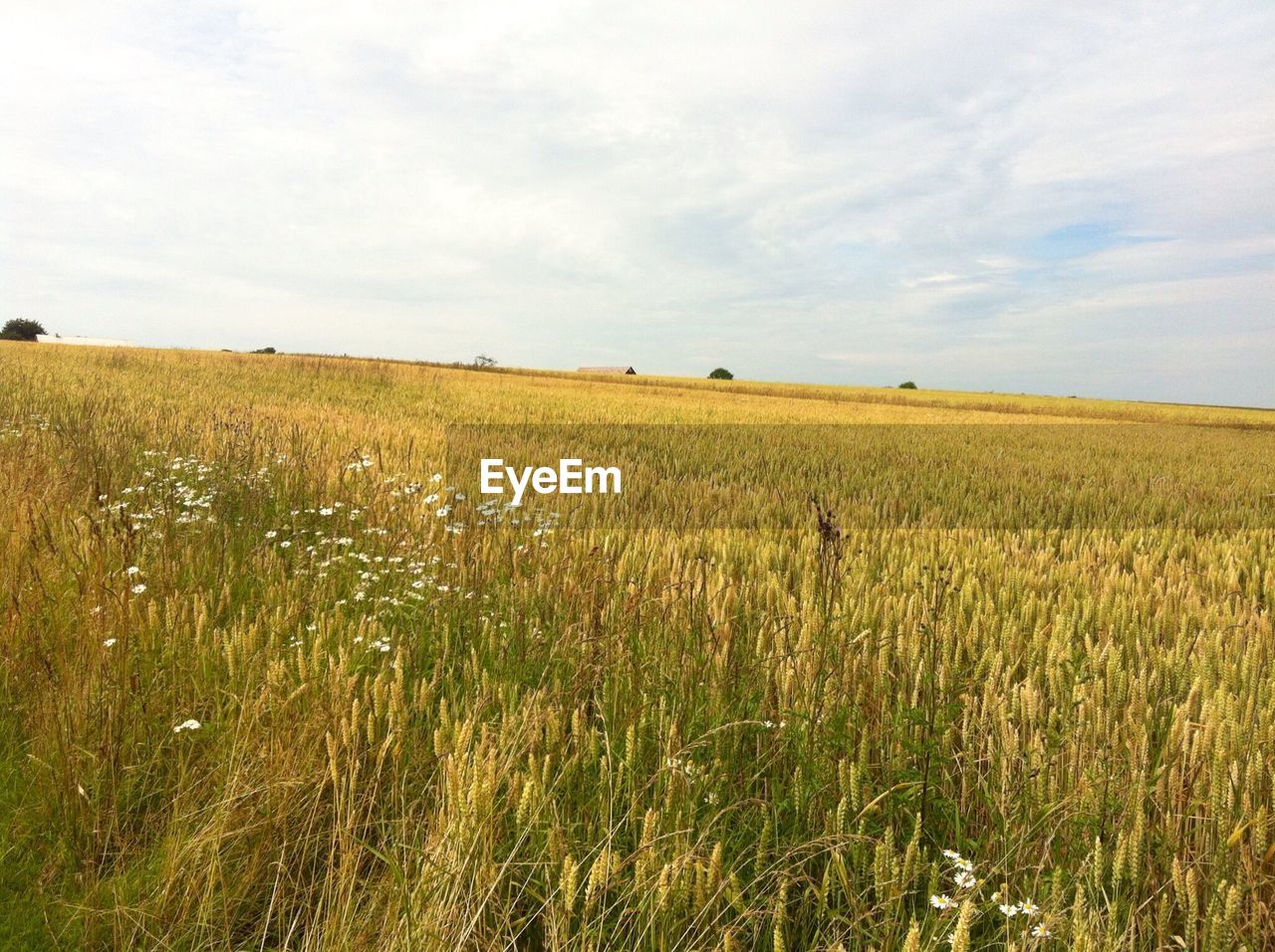 Scenic view of tranquil landscape