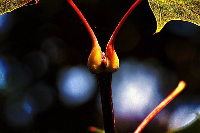 CLOSE-UP OF PLANTS AGAINST BLURRED BACKGROUND