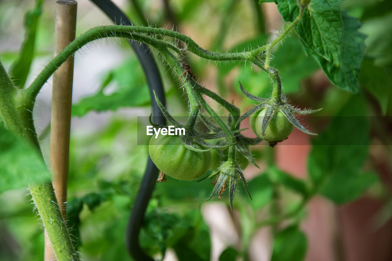 CLOSE-UP OF PLANT GROWING ON PLANT