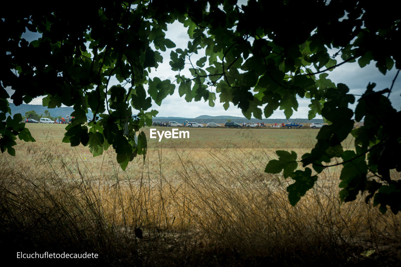 TREES GROWING IN FIELD