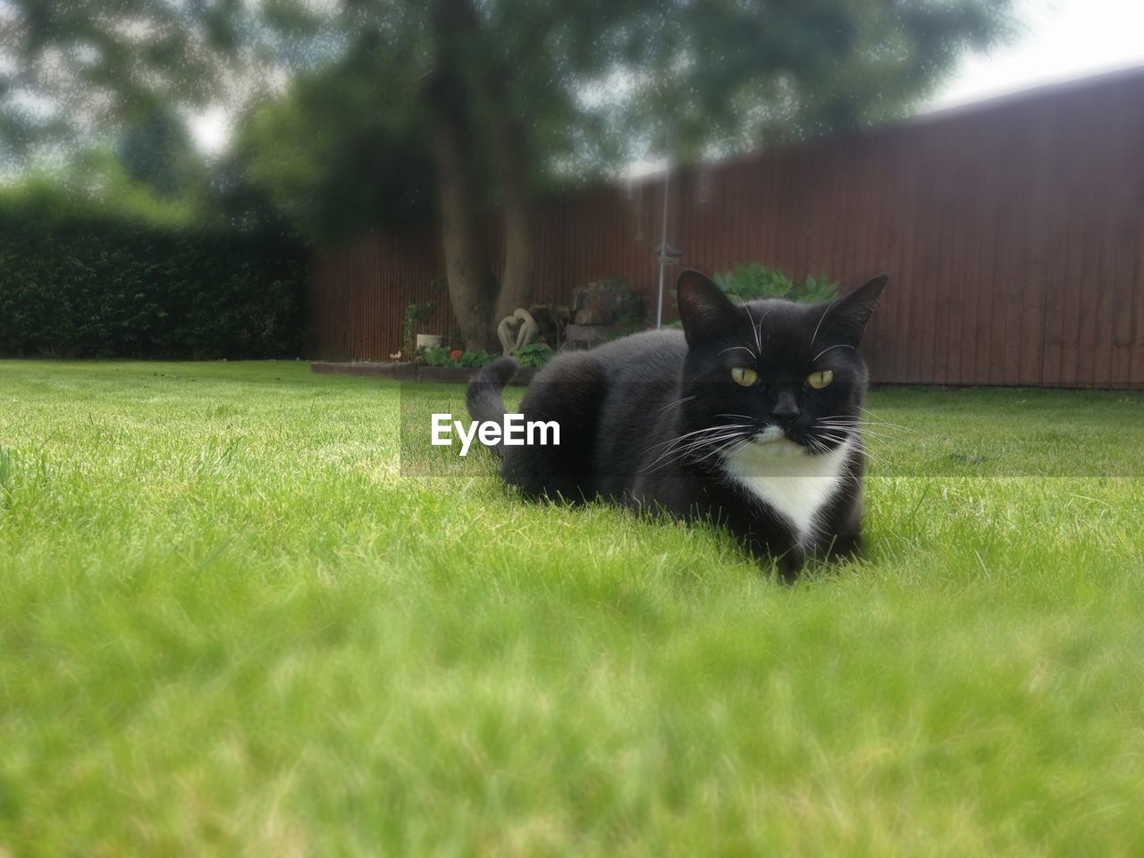 Portrait of black cat in backyard