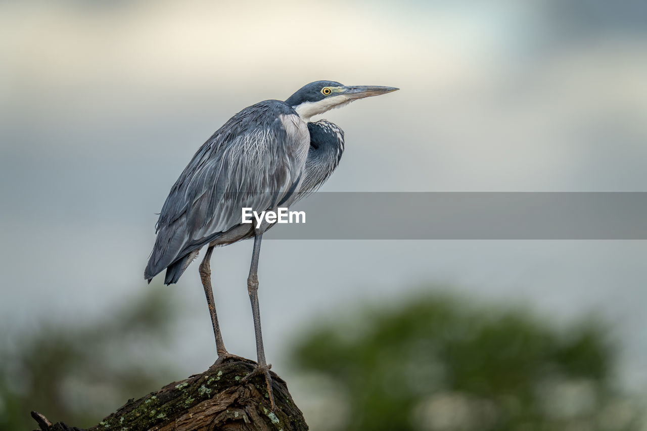 bird, animal themes, animal wildlife, animal, wildlife, one animal, beak, heron, perching, nature, focus on foreground, close-up, no people, wing, tree, gray heron, full length, plant, side view, outdoors, water bird, standing, day, beauty in nature, animal body part