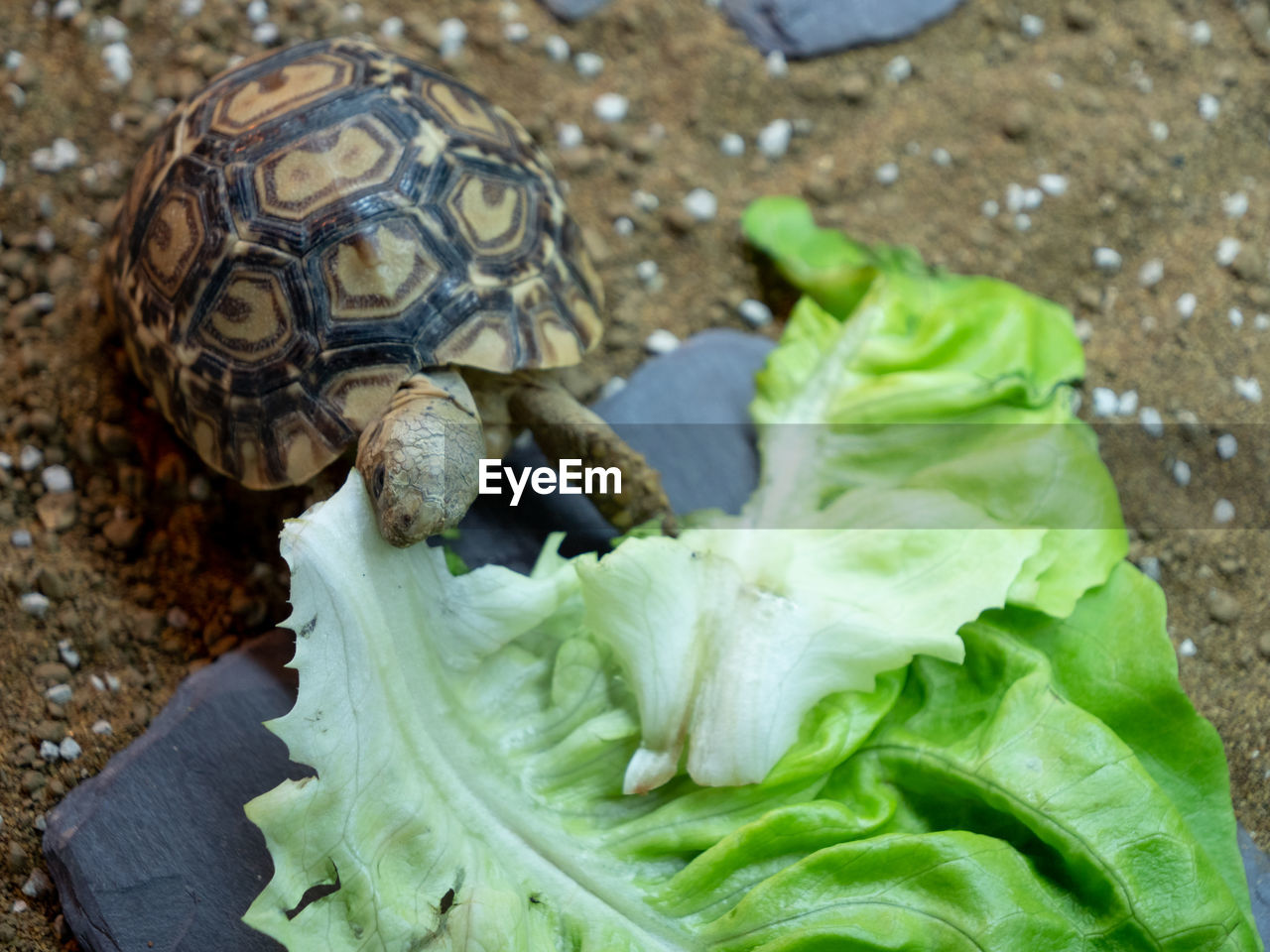 HIGH ANGLE VIEW OF A SHELL ON A LEAF