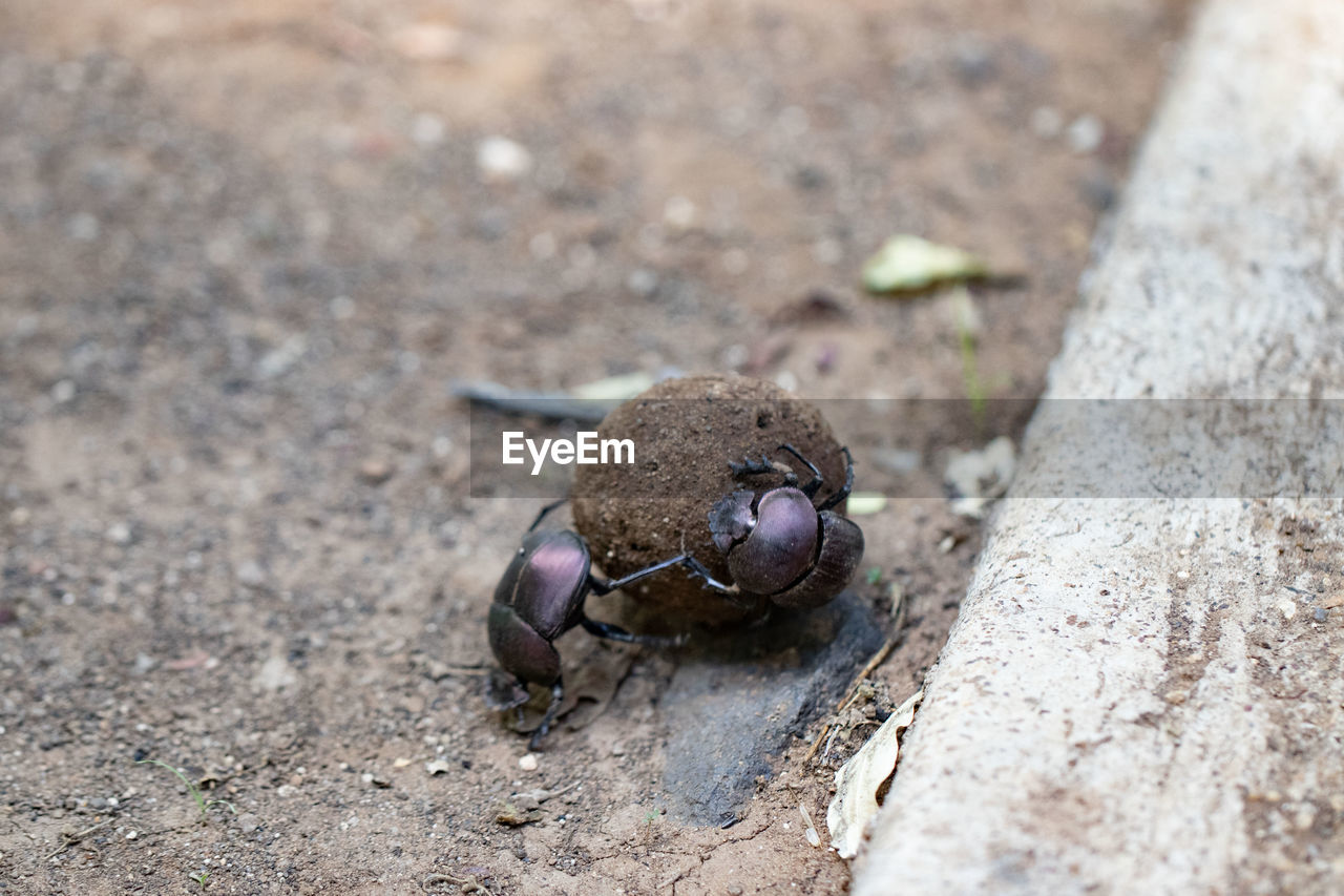 animal themes, animal, animal wildlife, dung beetle, wildlife, one animal, close-up, beetle, macro photography, nature, no people, insect, day, outdoors, land, high angle view, soil