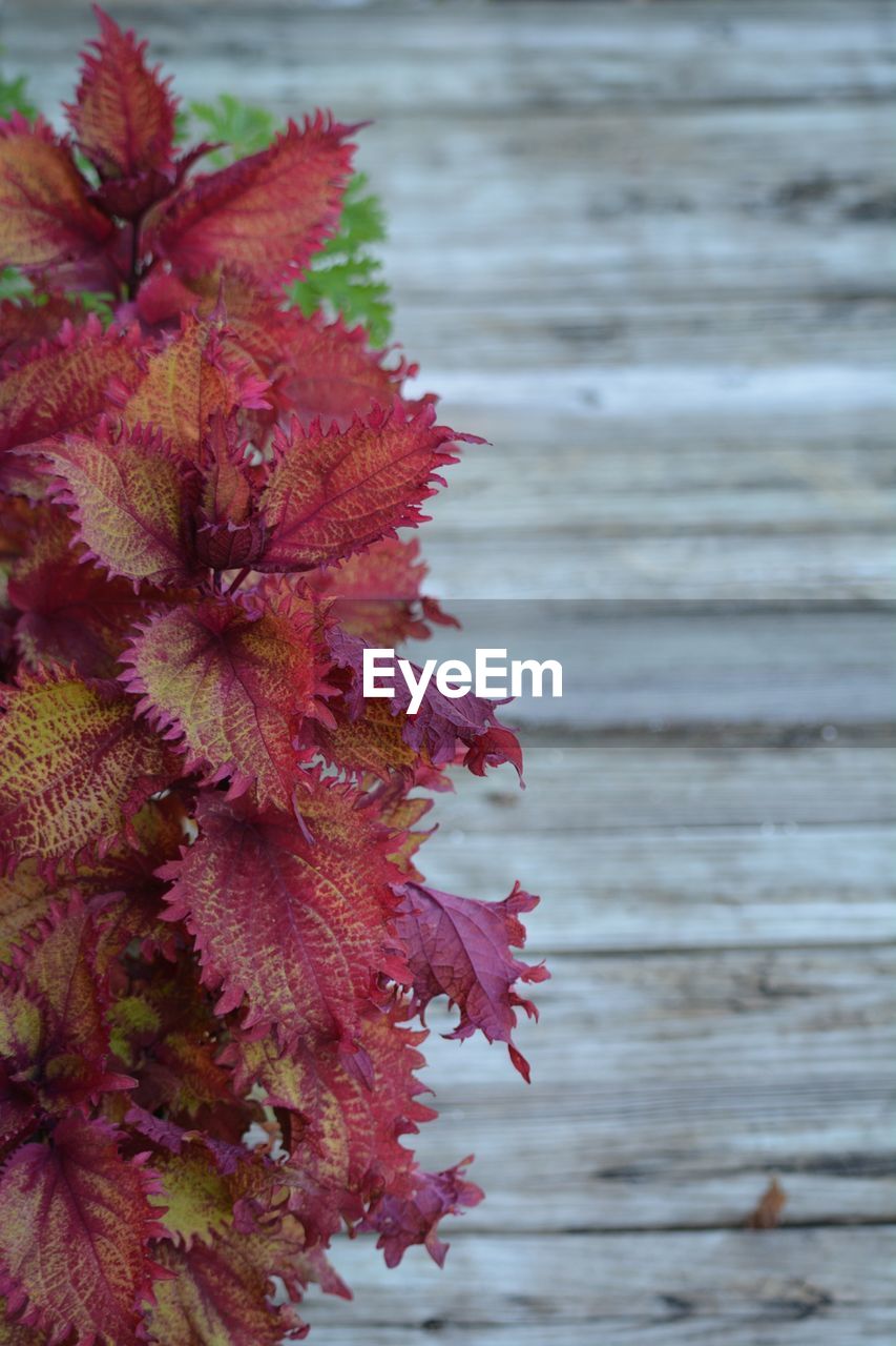 CLOSE-UP OF RED FLOWERS IN AUTUMN LEAVES