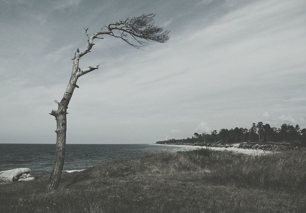 Single tree at seaside