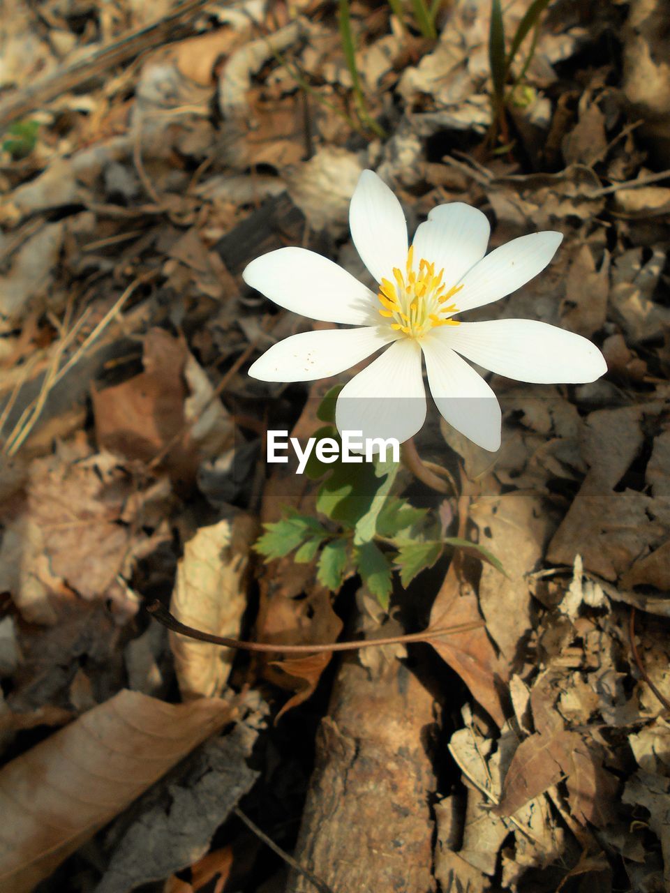 CLOSE-UP OF WHITE FLOWERS BLOOMING OUTDOORS