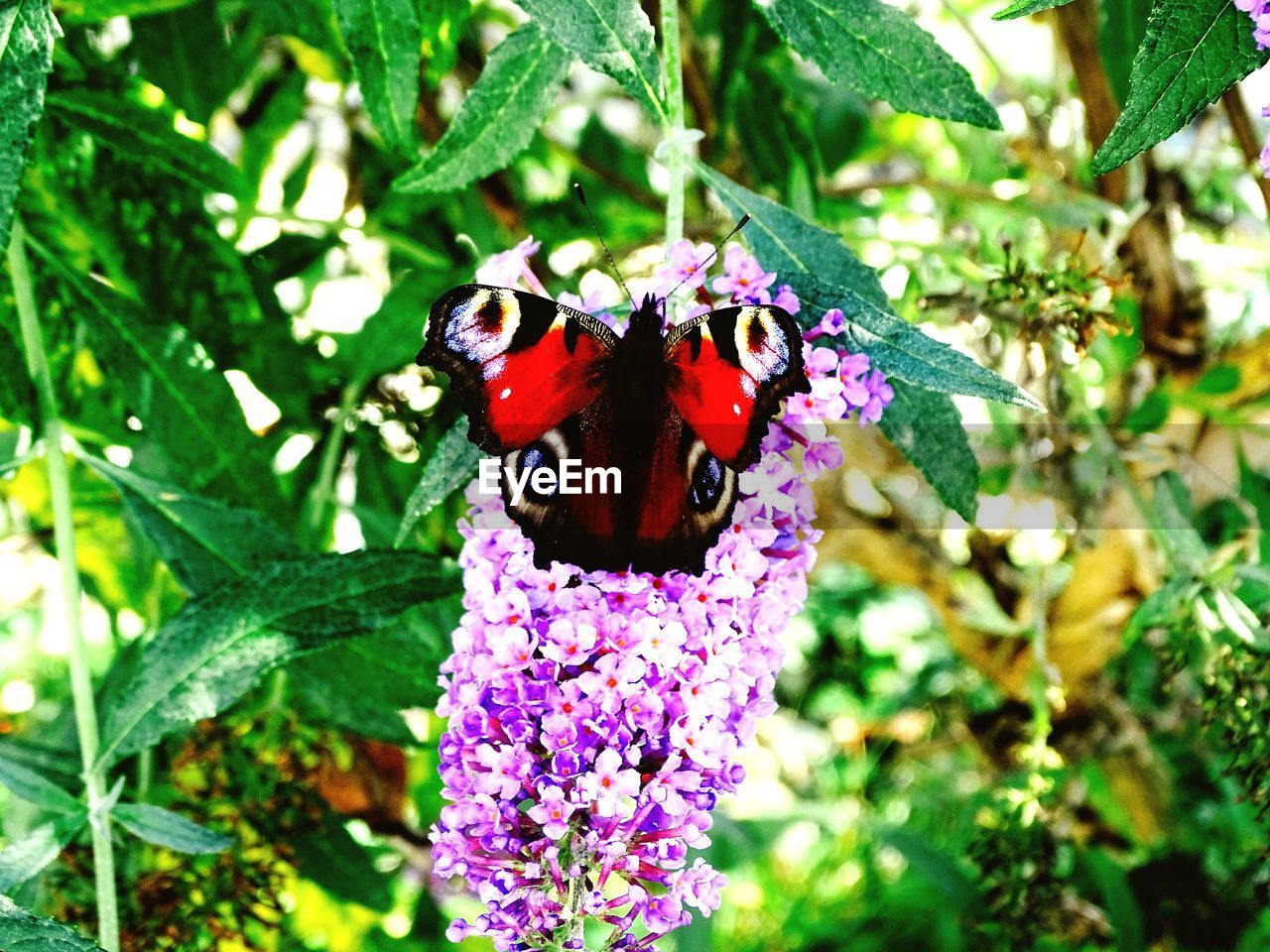 CLOSE-UP OF BUTTERFLY POLLINATING ON FLOWER