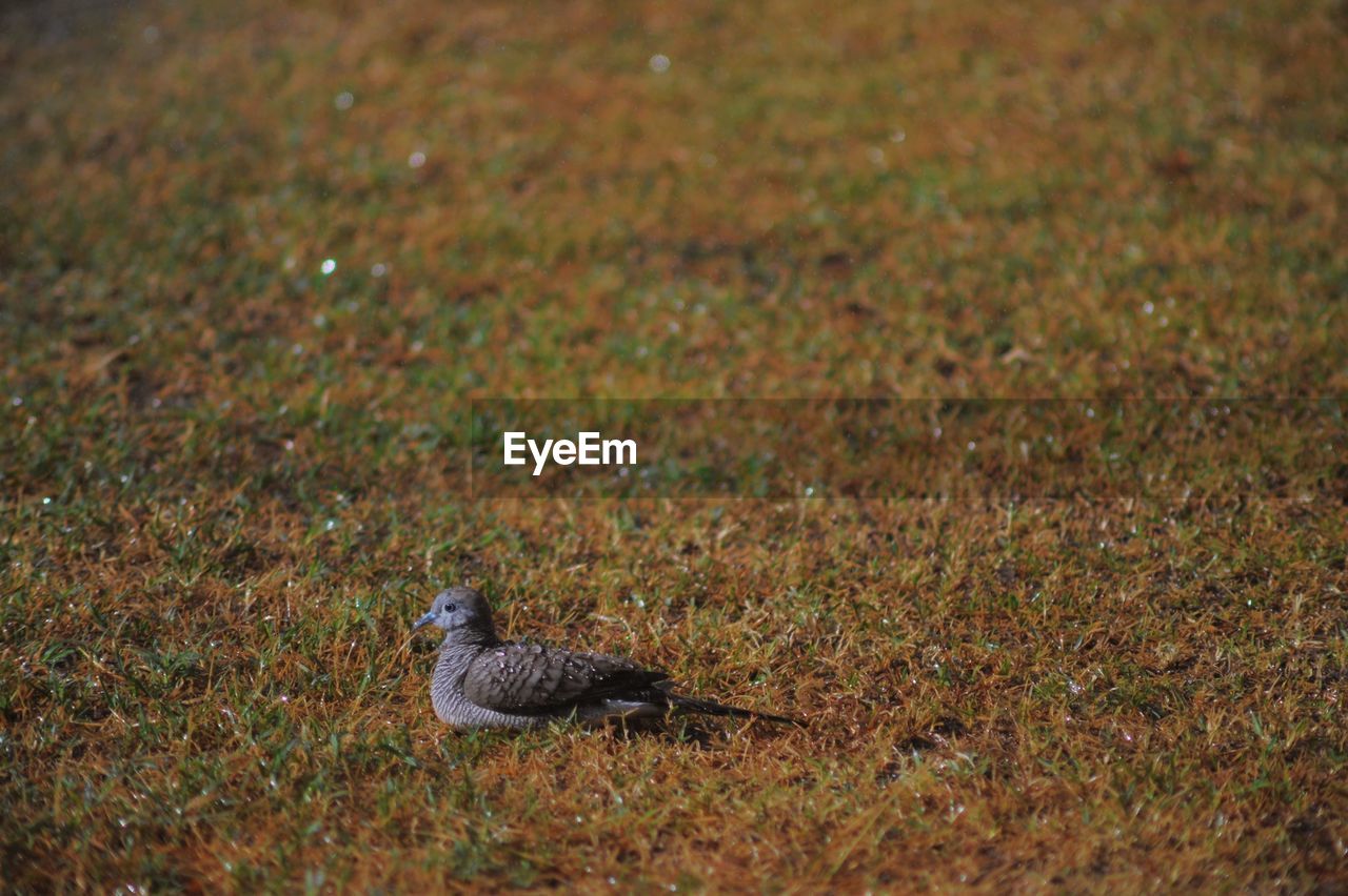 Side view of mourning dove on field