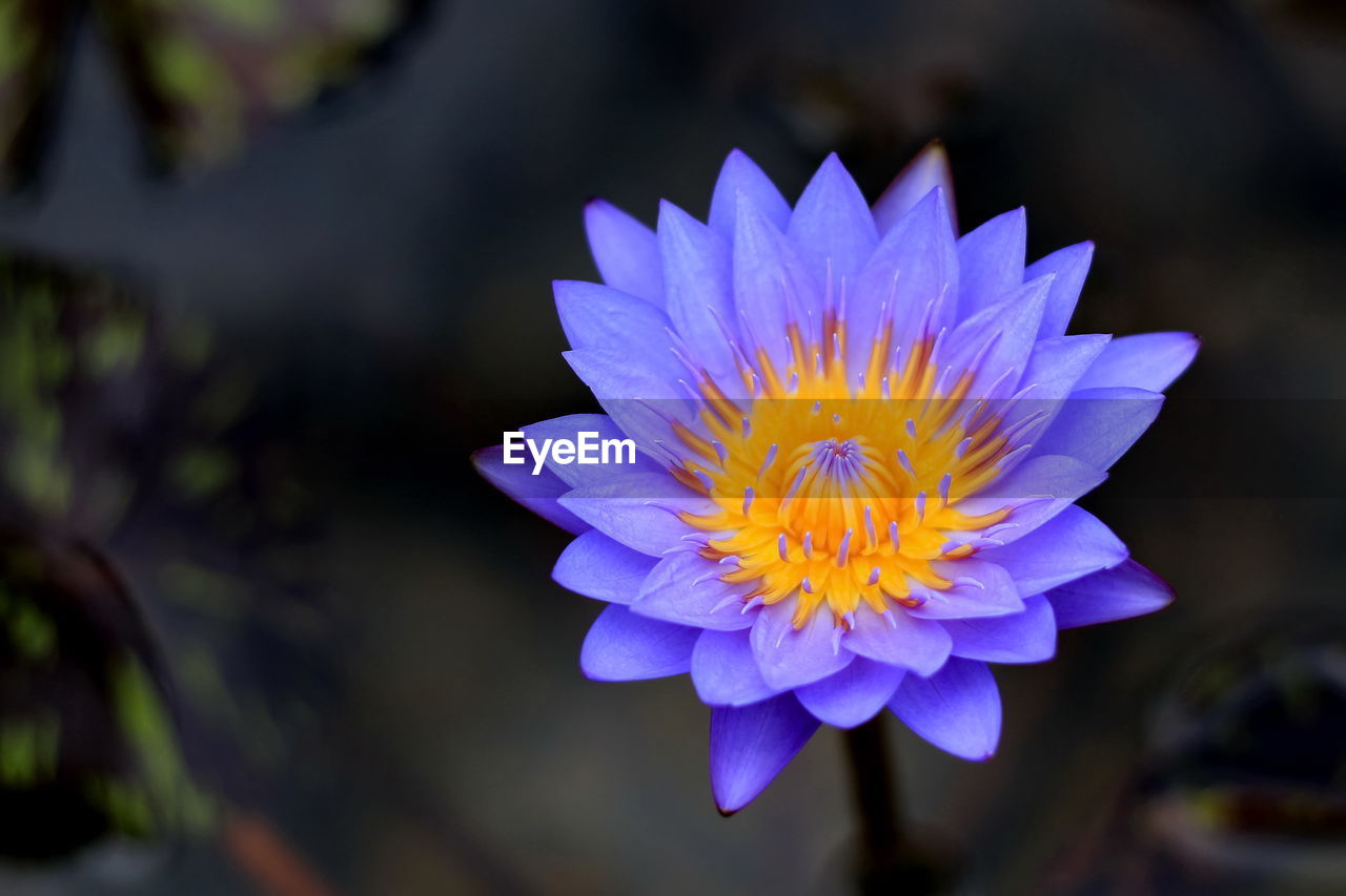 The purple lotus has beautiful natural yellow stamens.