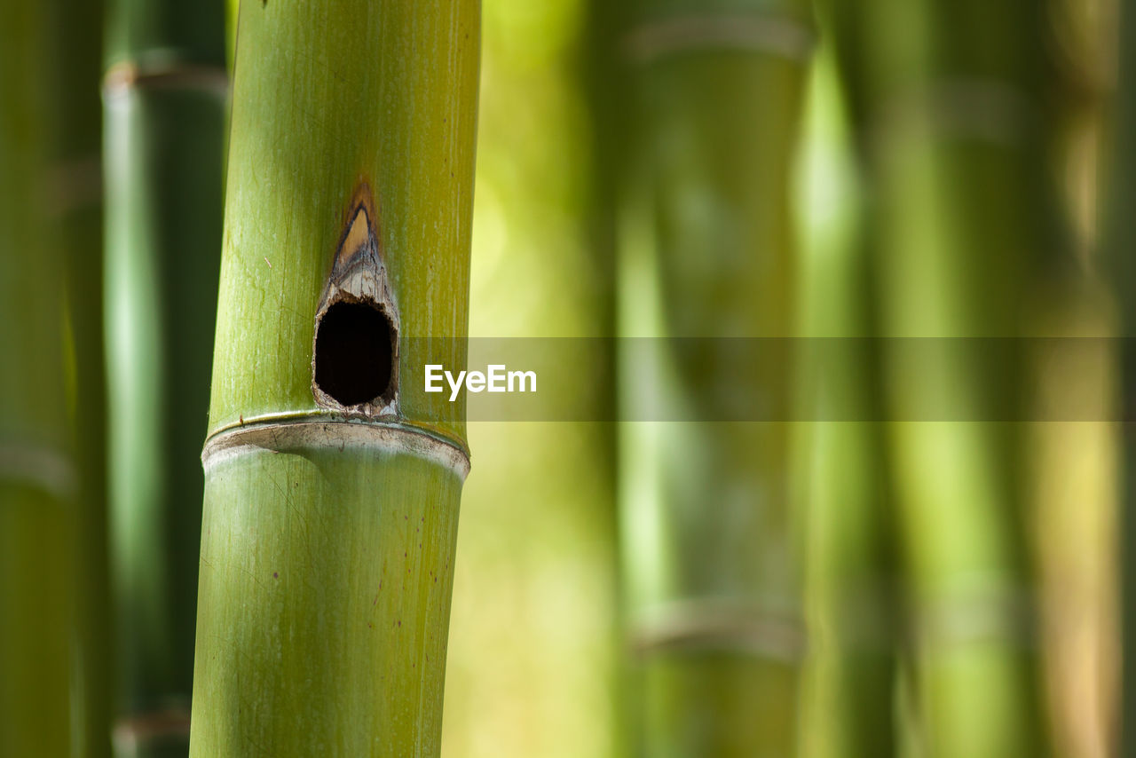 Close-up of hole in bamboo