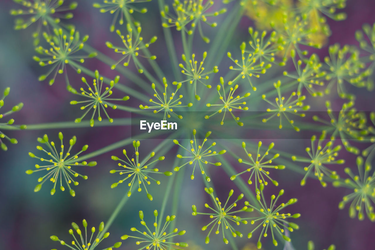 Full frame shot of plants