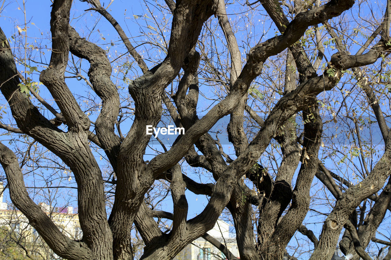 LOW ANGLE VIEW OF BARE TREES AGAINST CLEAR BLUE SKY