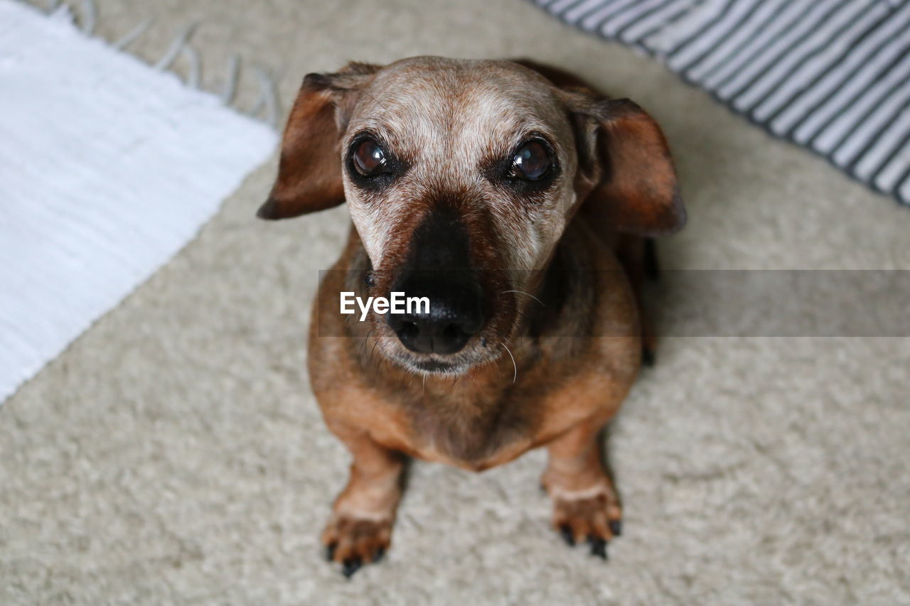 Close-up portrait of dog at home