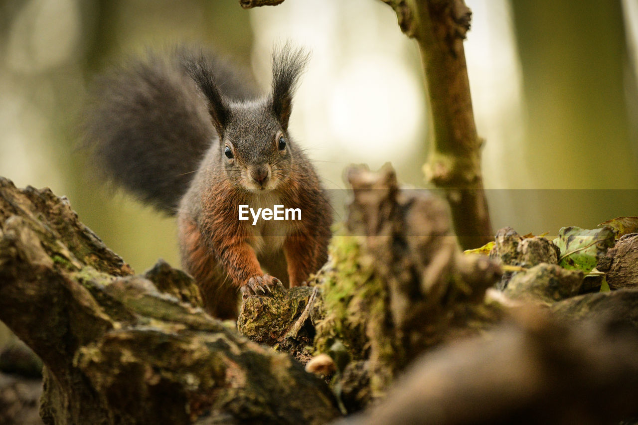 CLOSE-UP PORTRAIT OF SQUIRREL ON TREE