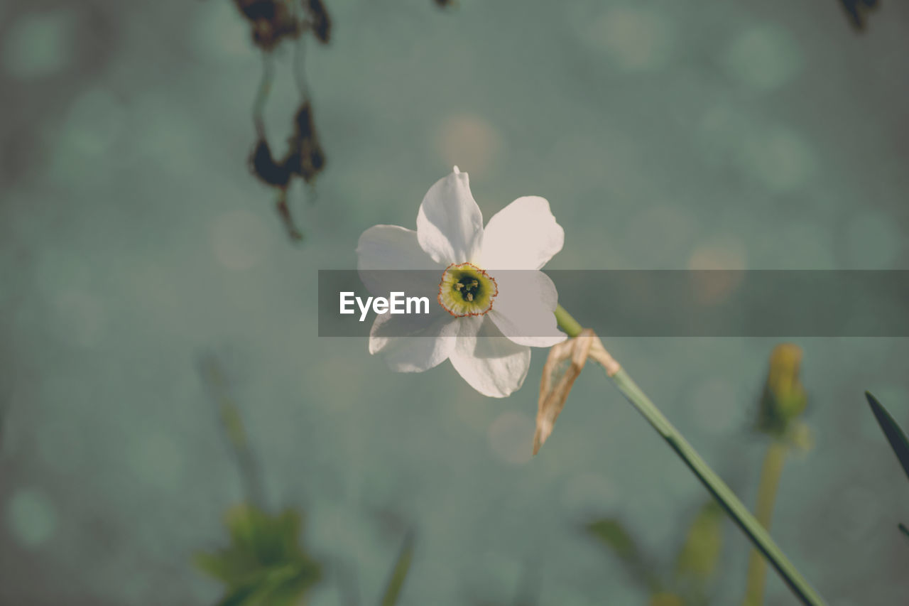Close-up of white flowering plant