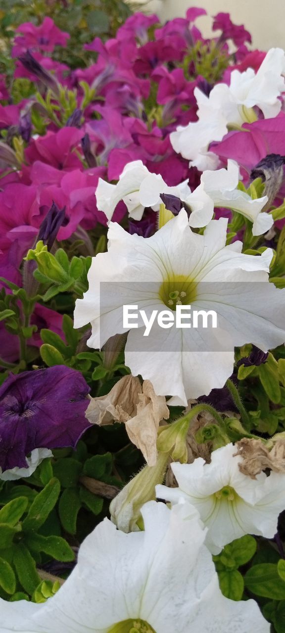 CLOSE-UP OF PURPLE FLOWERING PLANT