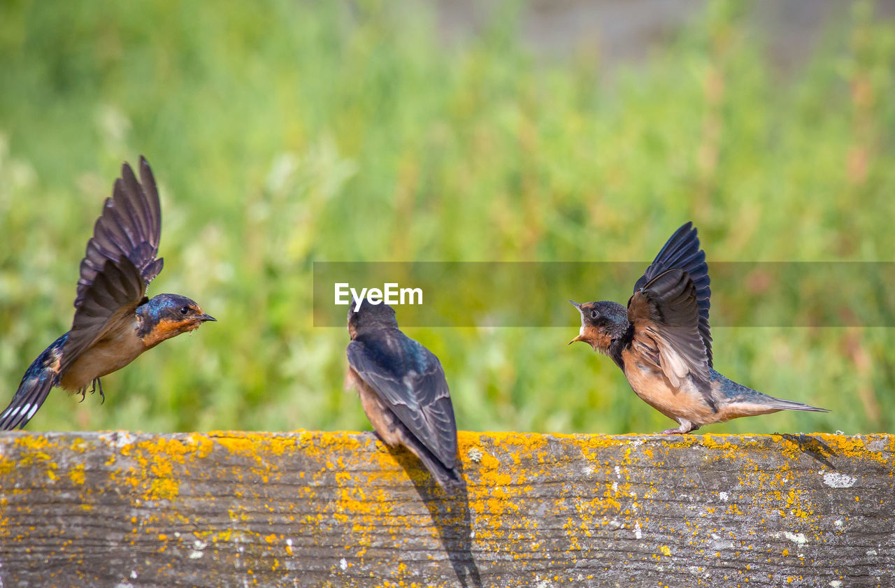 CLOSE-UP OF BIRDS FLYING AGAINST STONE WALL