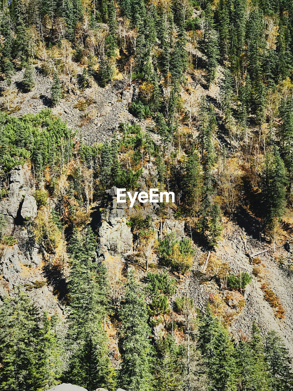 HIGH ANGLE VIEW OF PINE TREES ON ROCK