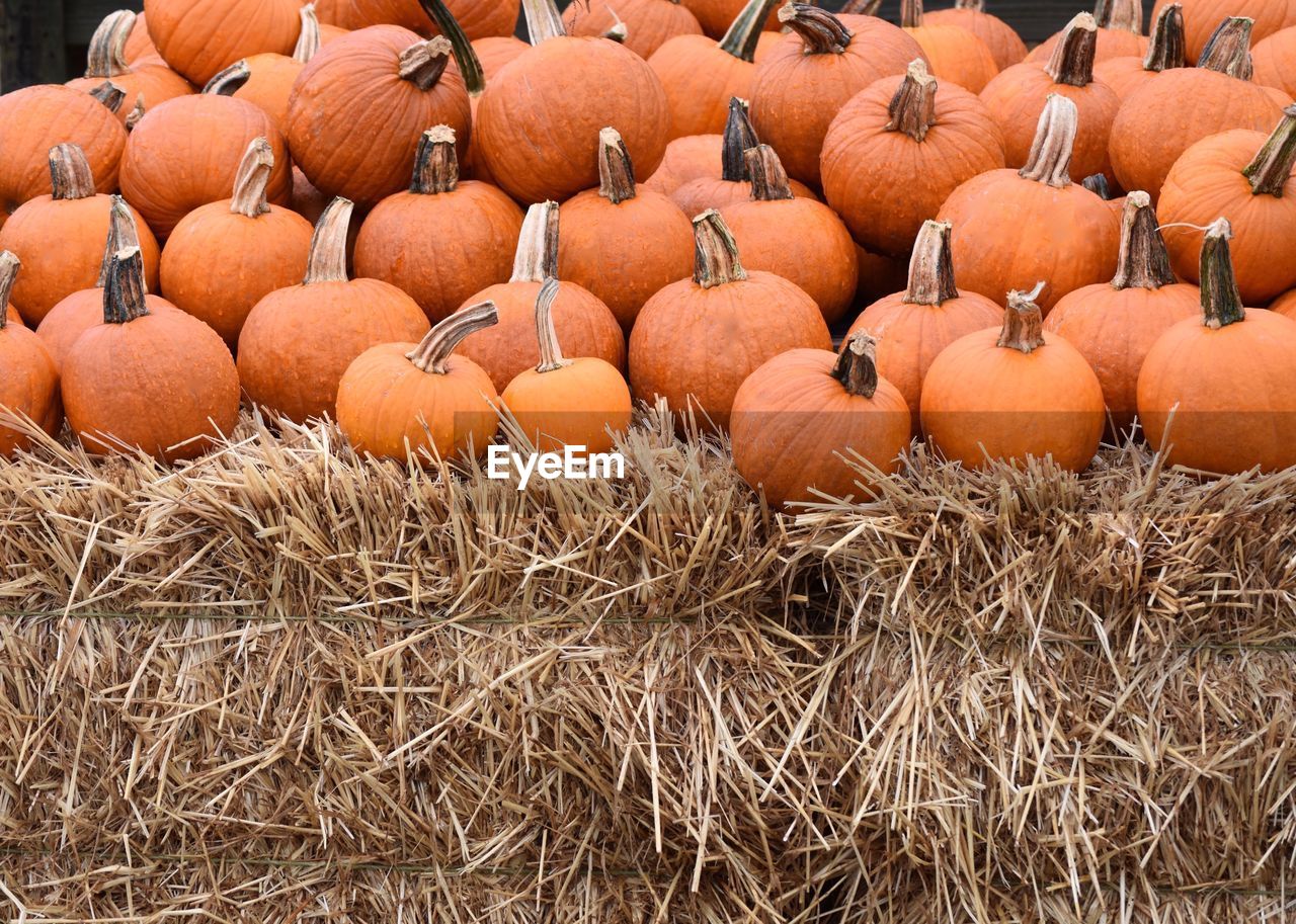 FULL FRAME SHOT OF ORANGE PUMPKINS