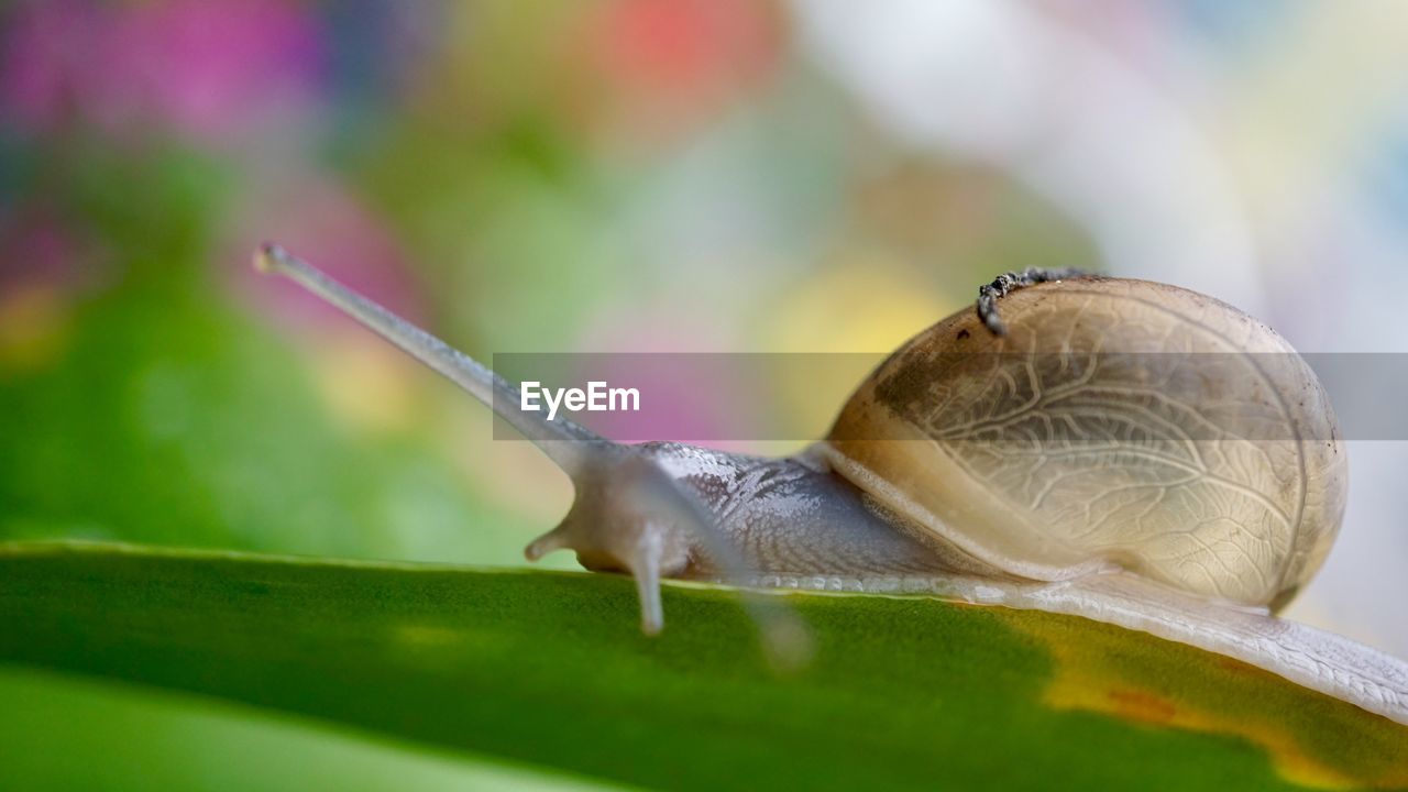 CLOSE-UP OF SNAIL IN A GREEN LEAF