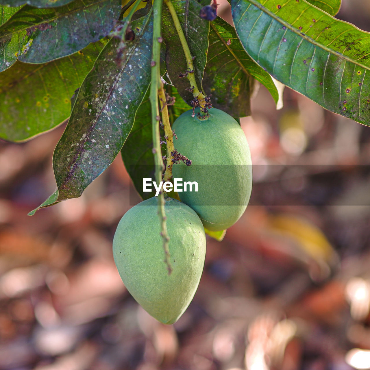 CLOSE-UP OF FRESH FRUITS ON TREE