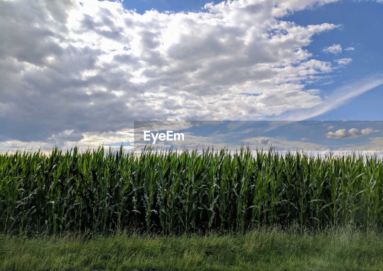 Wheat growing on field against sky