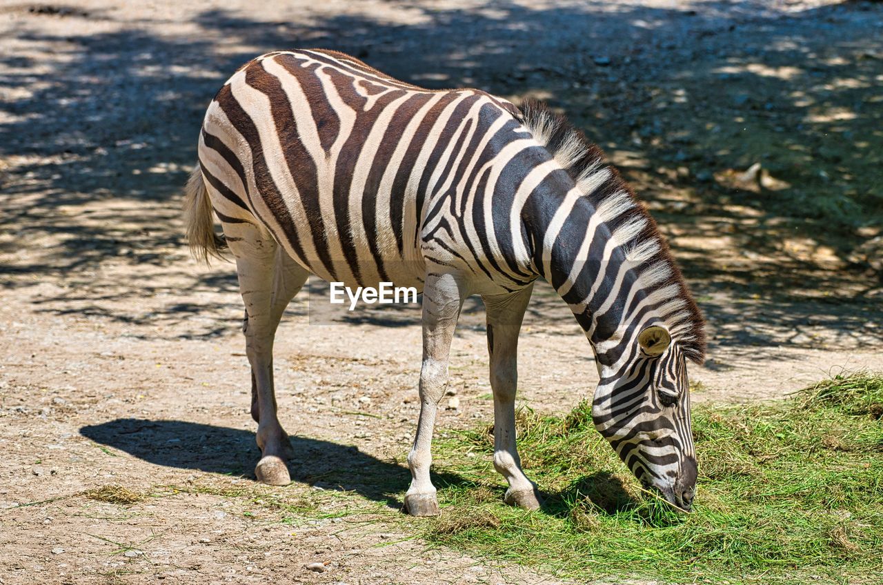 Zebra standing on a land