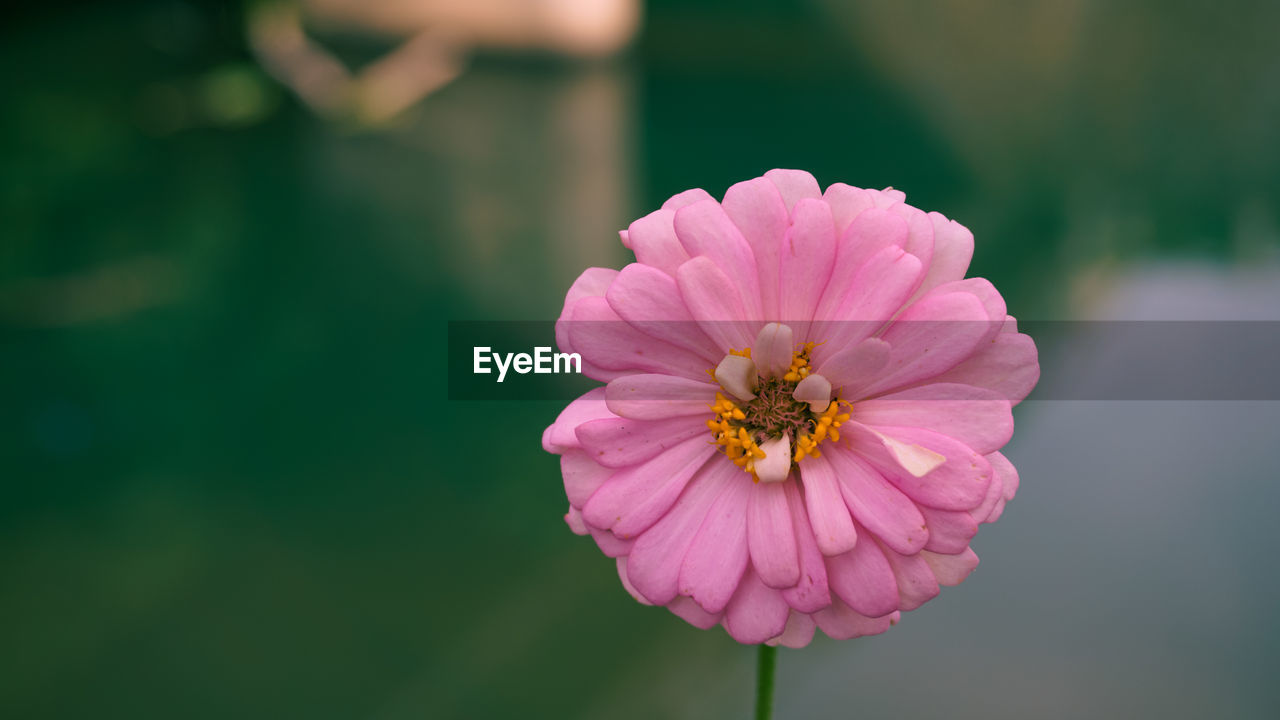 Close-up of pink flower