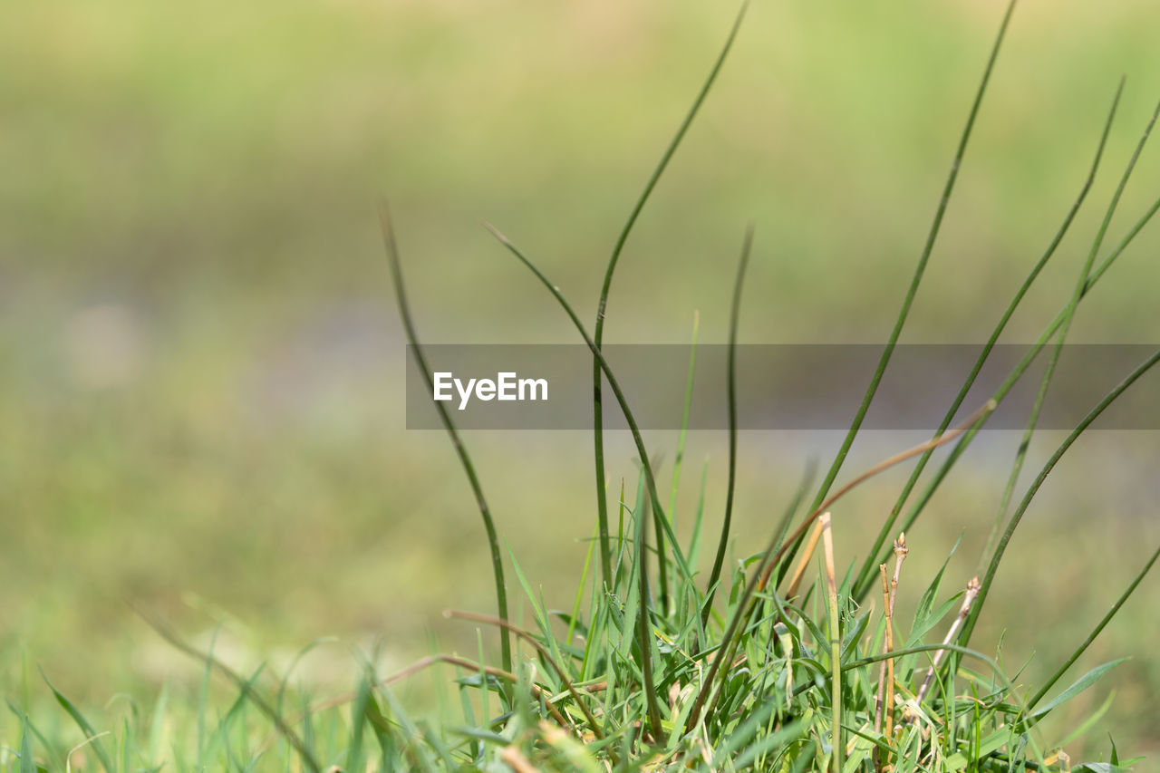 grass, plant, grassland, prairie, meadow, nature, green, lawn, no people, growth, beauty in nature, flower, land, close-up, focus on foreground, field, outdoors, environment, selective focus, day, landscape, plain, tranquility, freshness, summer, grass family, leaf, macro photography, springtime