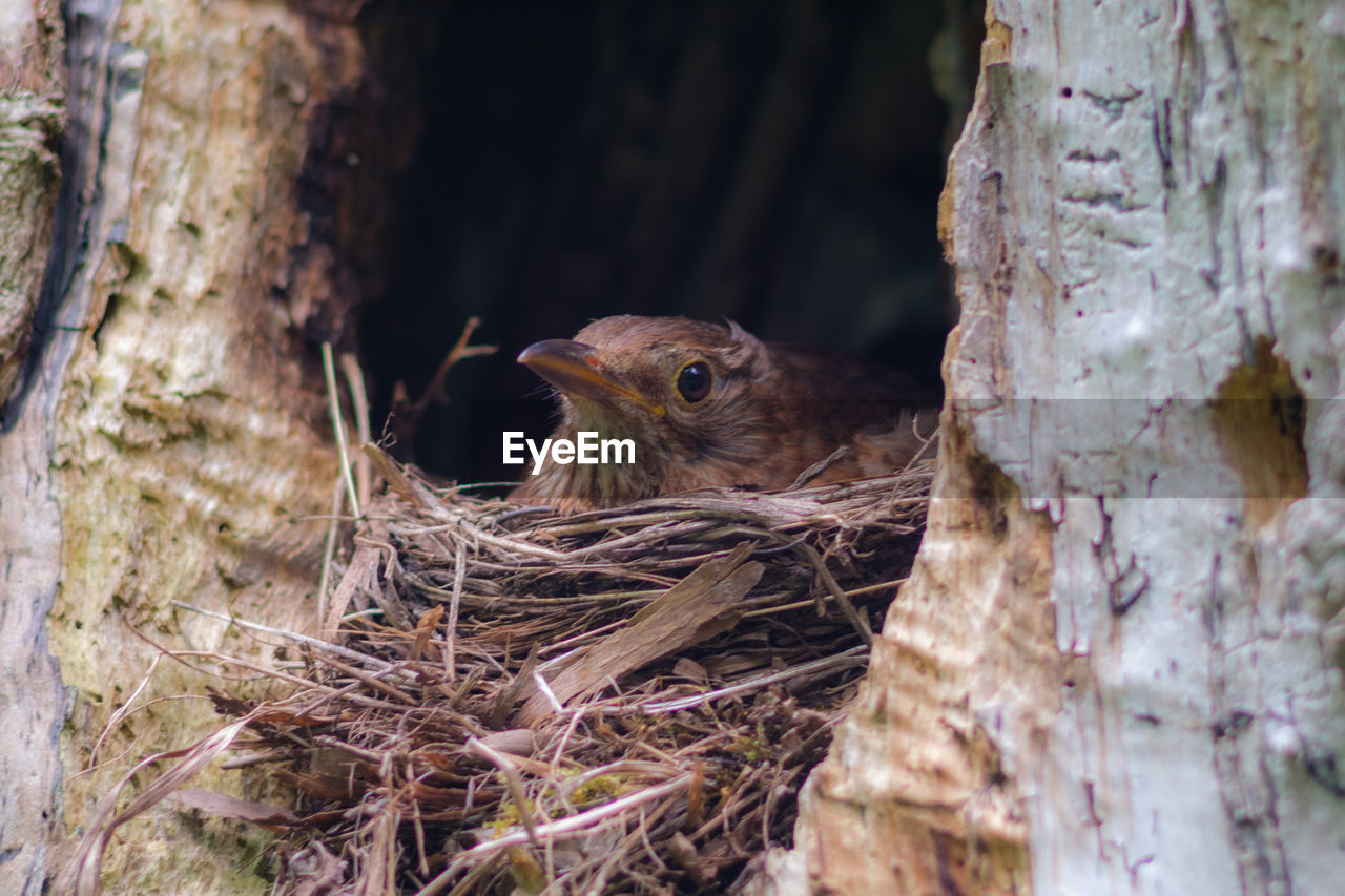 Close-up of female blackbird in nest