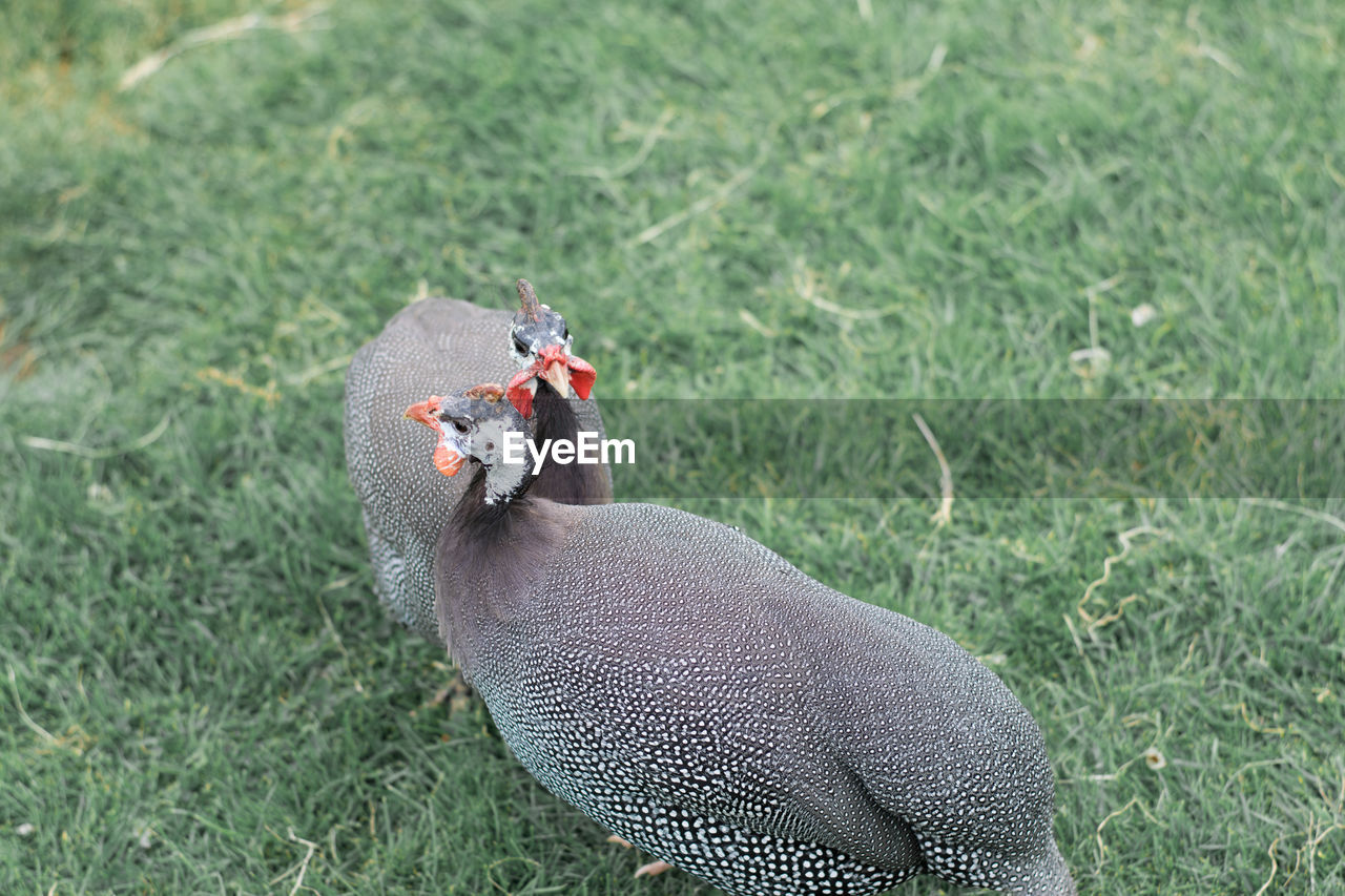 CLOSE-UP OF BIRD PERCHING ON GRASS