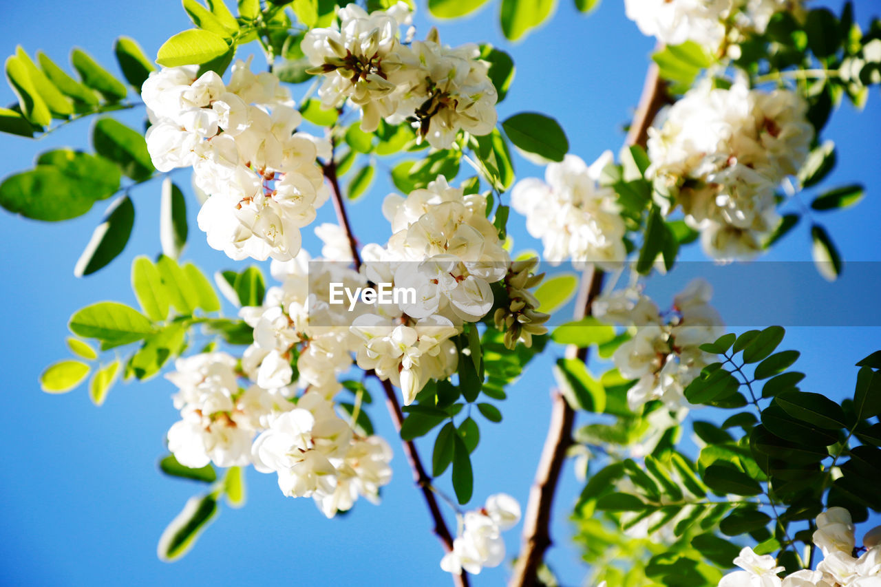 Beautiful Beautiful Nature Morning Tree Wildflower Beauty Beauty In Nature Beauty In Nature Close-up Flower Flowers Forest Forestwalk Fragility Freshness Growth No People Outdoors Plant Selective Focus Vulnerability