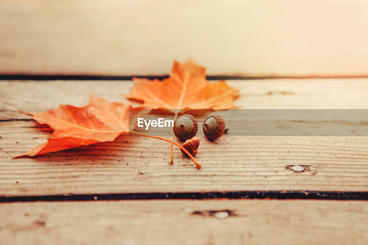 Beautiful natural closeup background with red autumn fall maple leaves and acorns on wooden planks