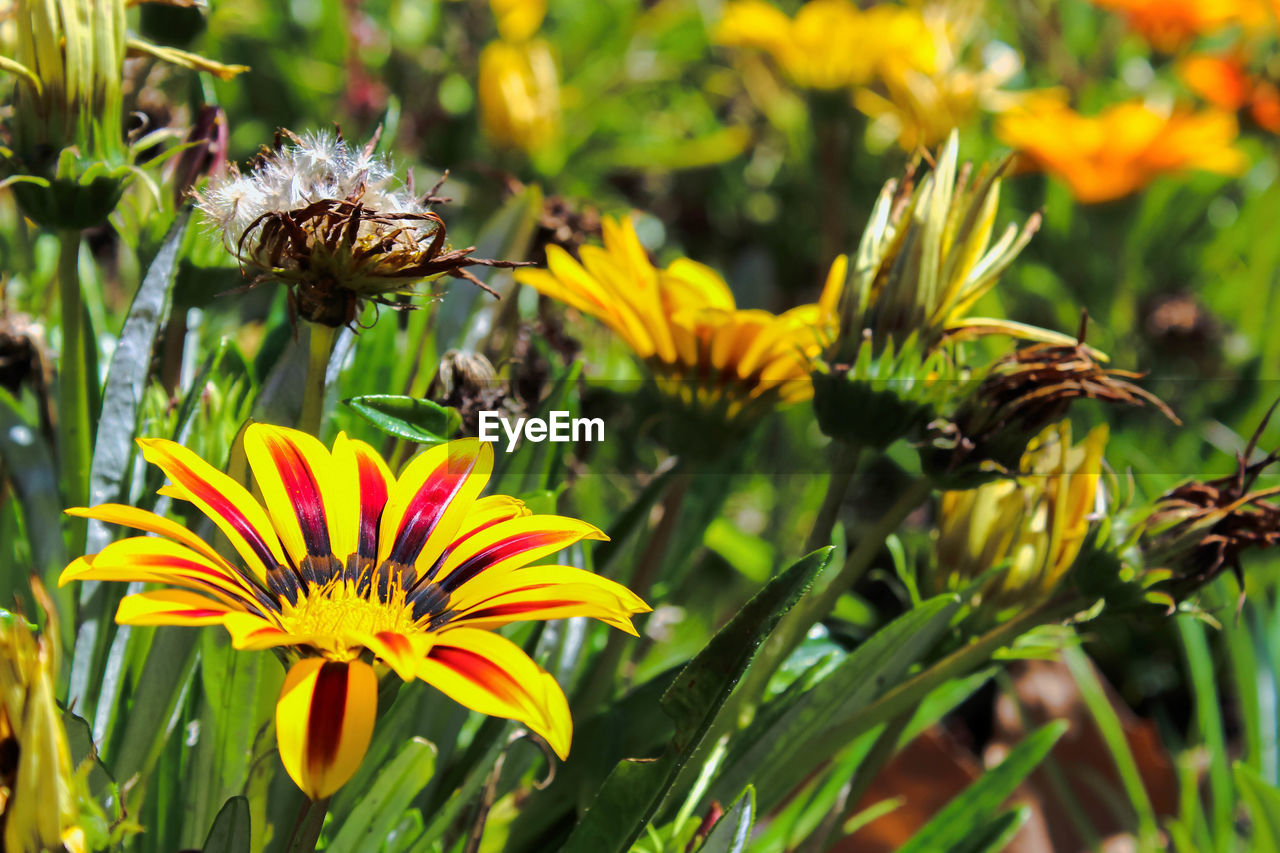 CLOSE-UP OF BEE POLLINATING YELLOW FLOWERS