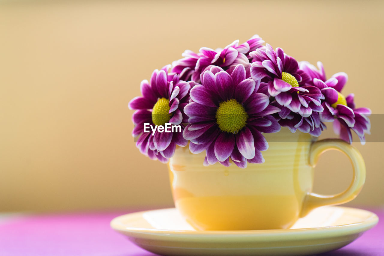 CLOSE-UP OF PURPLE FLOWER VASE