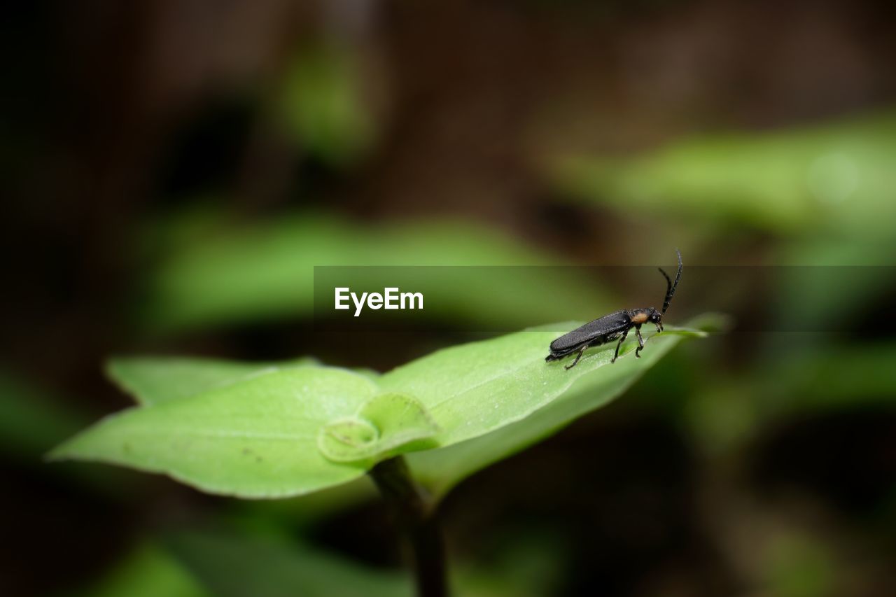 Close-up of insect on leaf