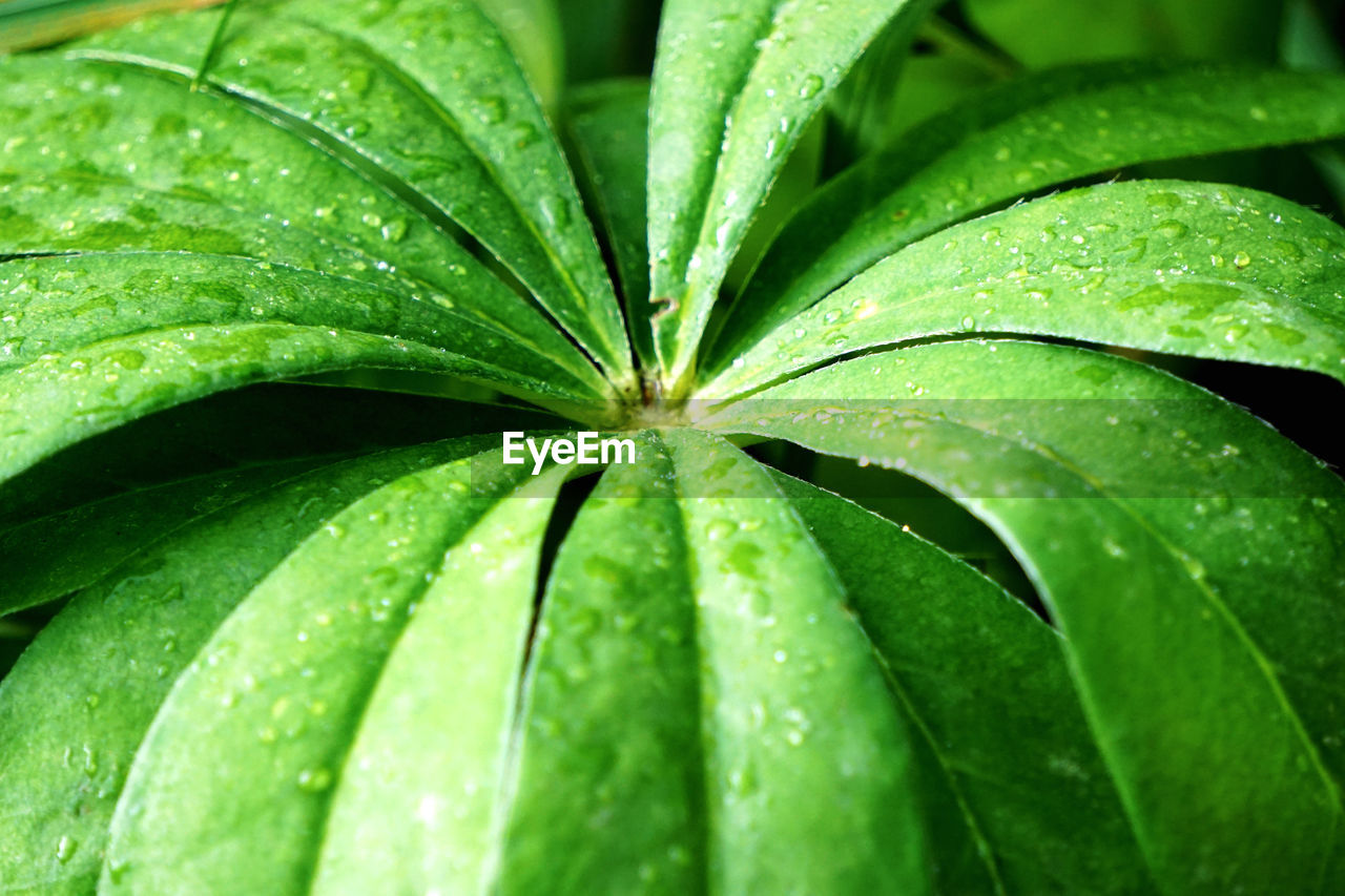 FULL FRAME SHOT OF WET LEAVES