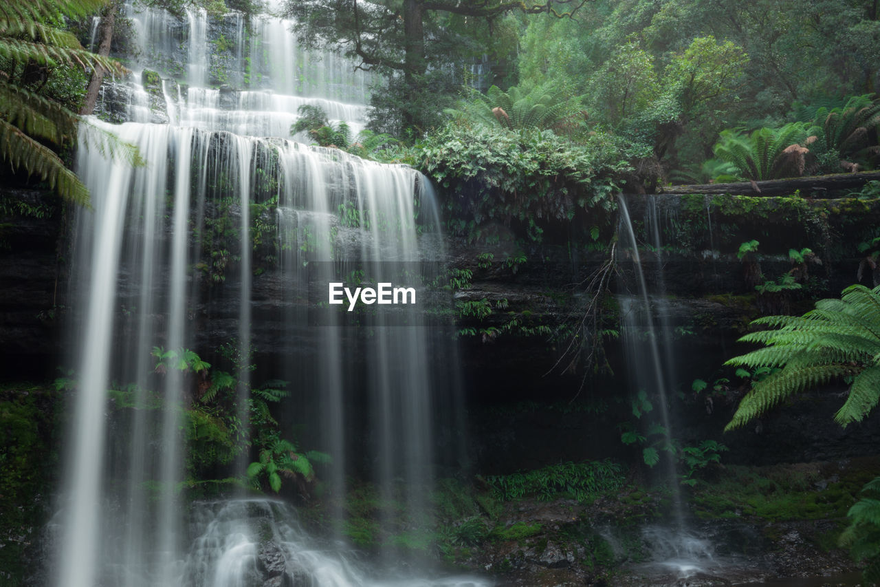 Scenic view of waterfall in forest