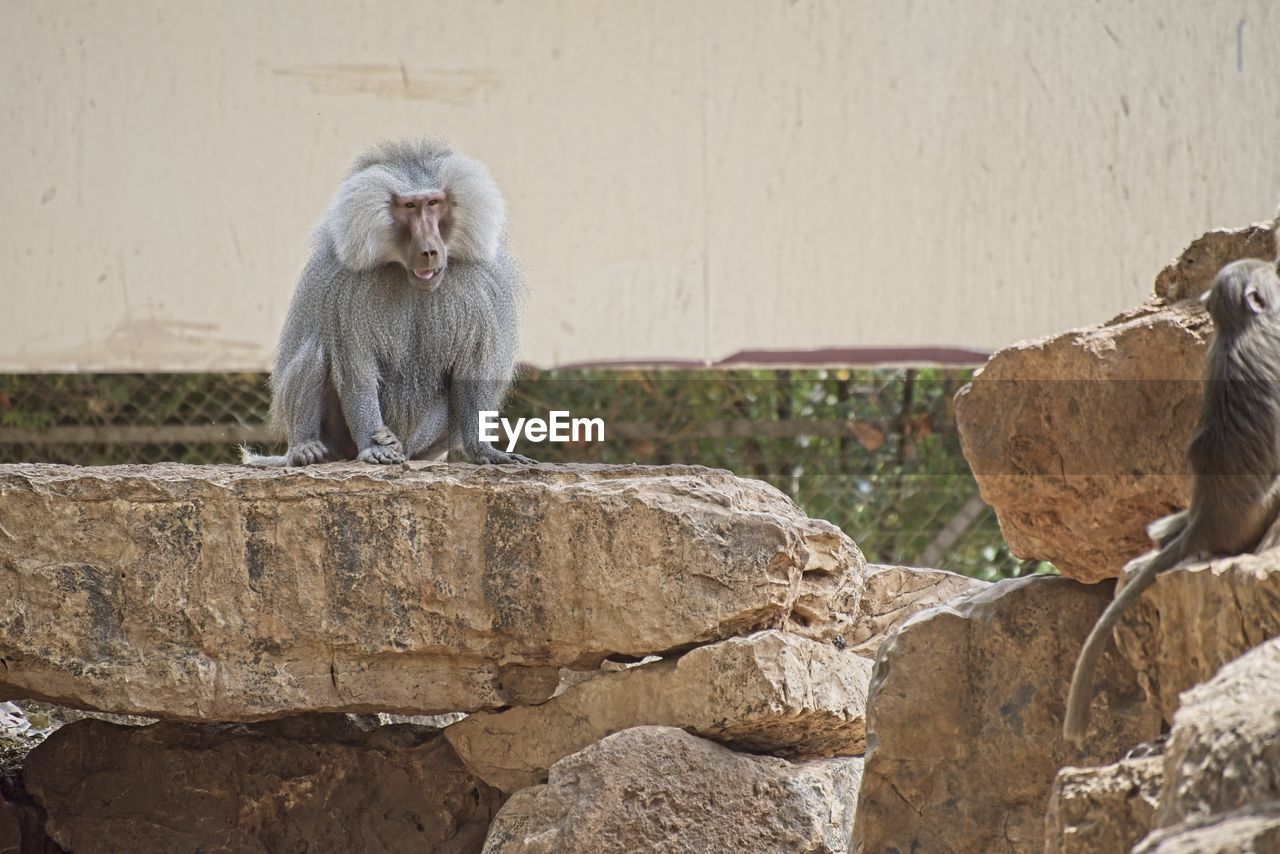 close-up of monkey on rock