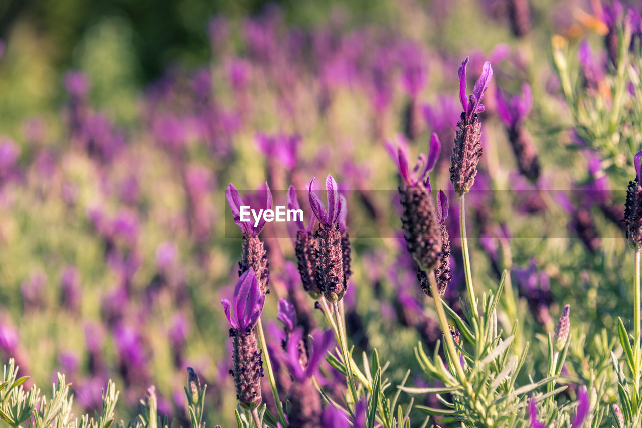 CLOSE-UP OF BUTTERFLY POLLINATING ON PURPLE FLOWERING PLANT