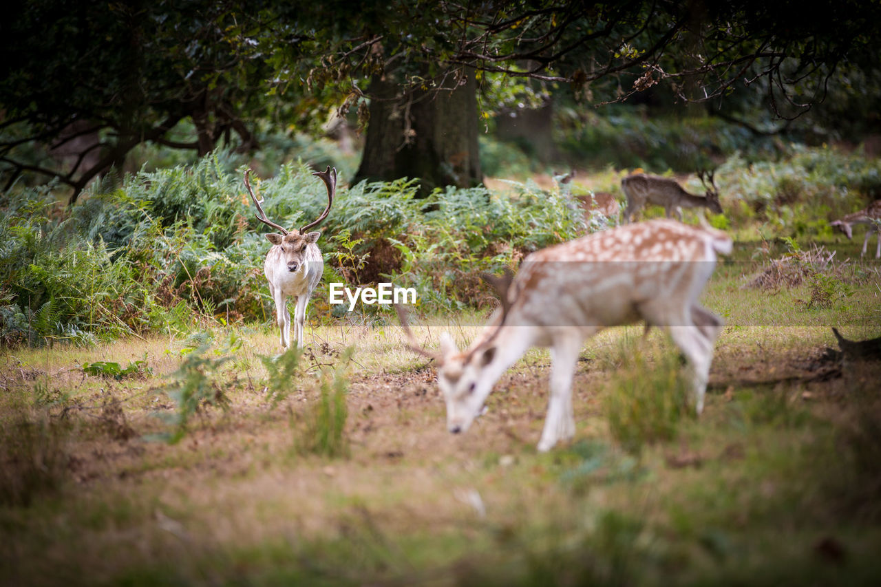 Deers in forest