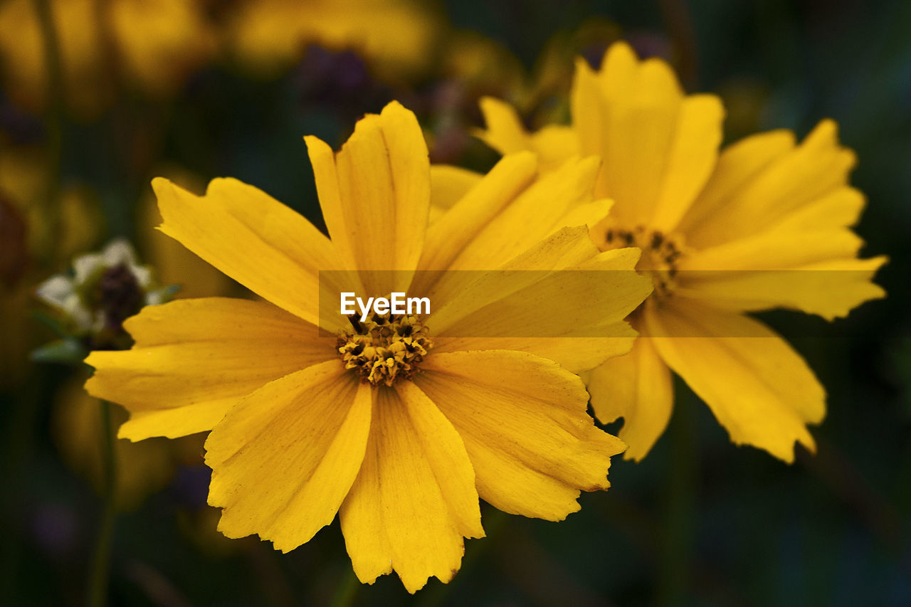 CLOSE-UP OF YELLOW COSMOS