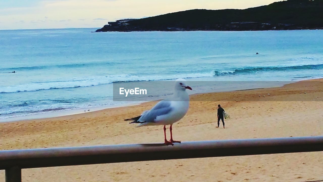 Seagull perching on railing against beach