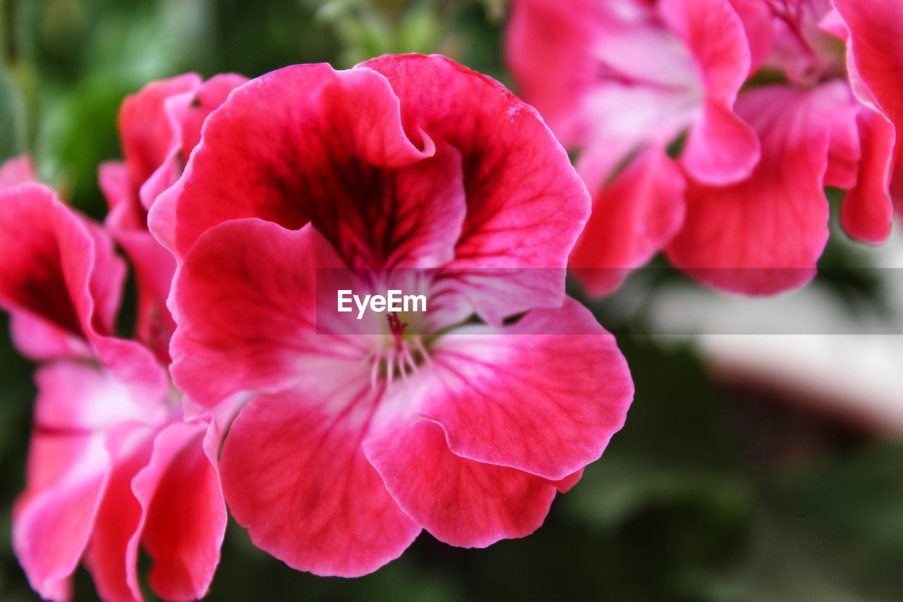 Close-up of pink rose flowers